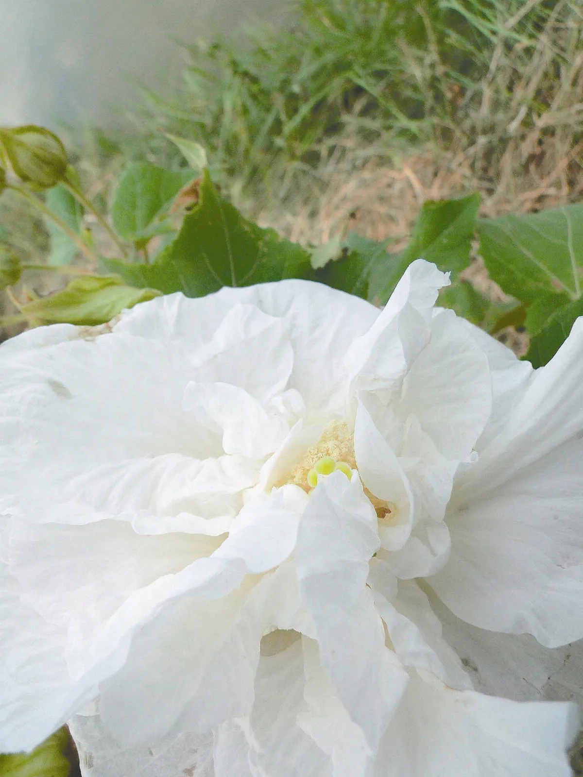 【人間植物禪】     變色美人木芙蓉