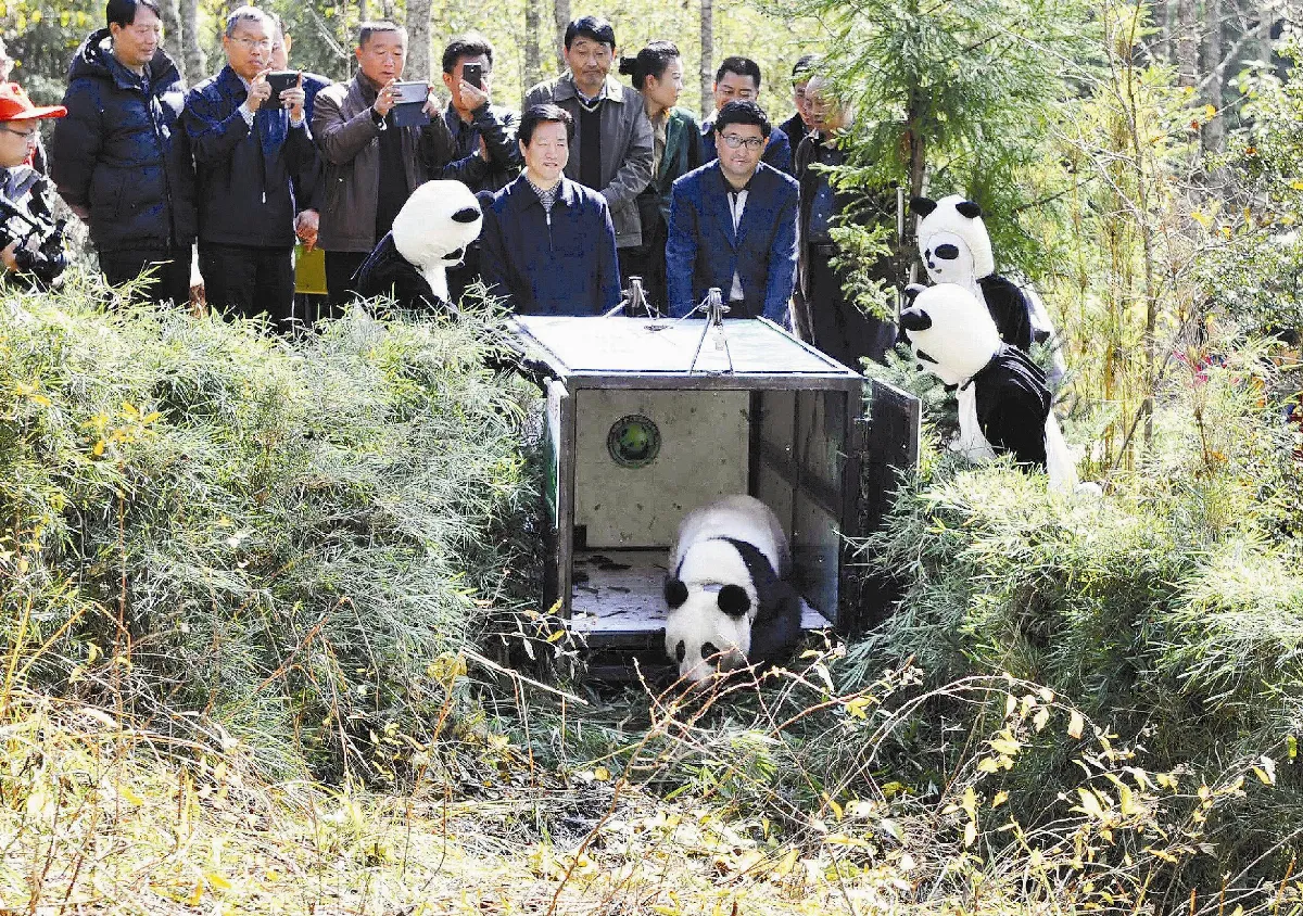 大貓熊張想 放歸大自然