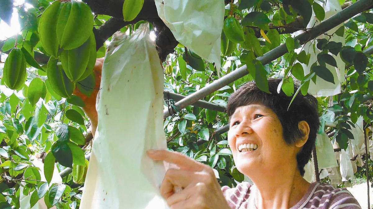 圓夫願 楊婆婆顧桃園