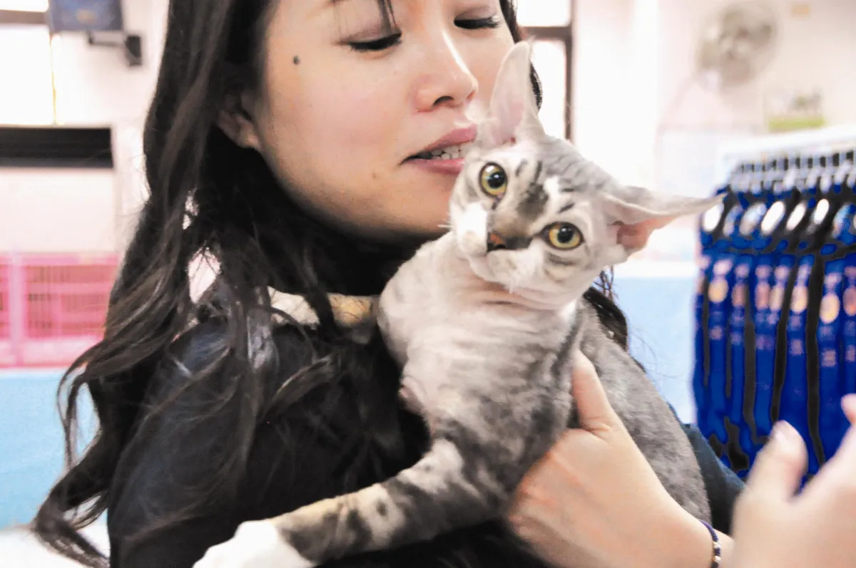 百隻名種貓 爭當貓王