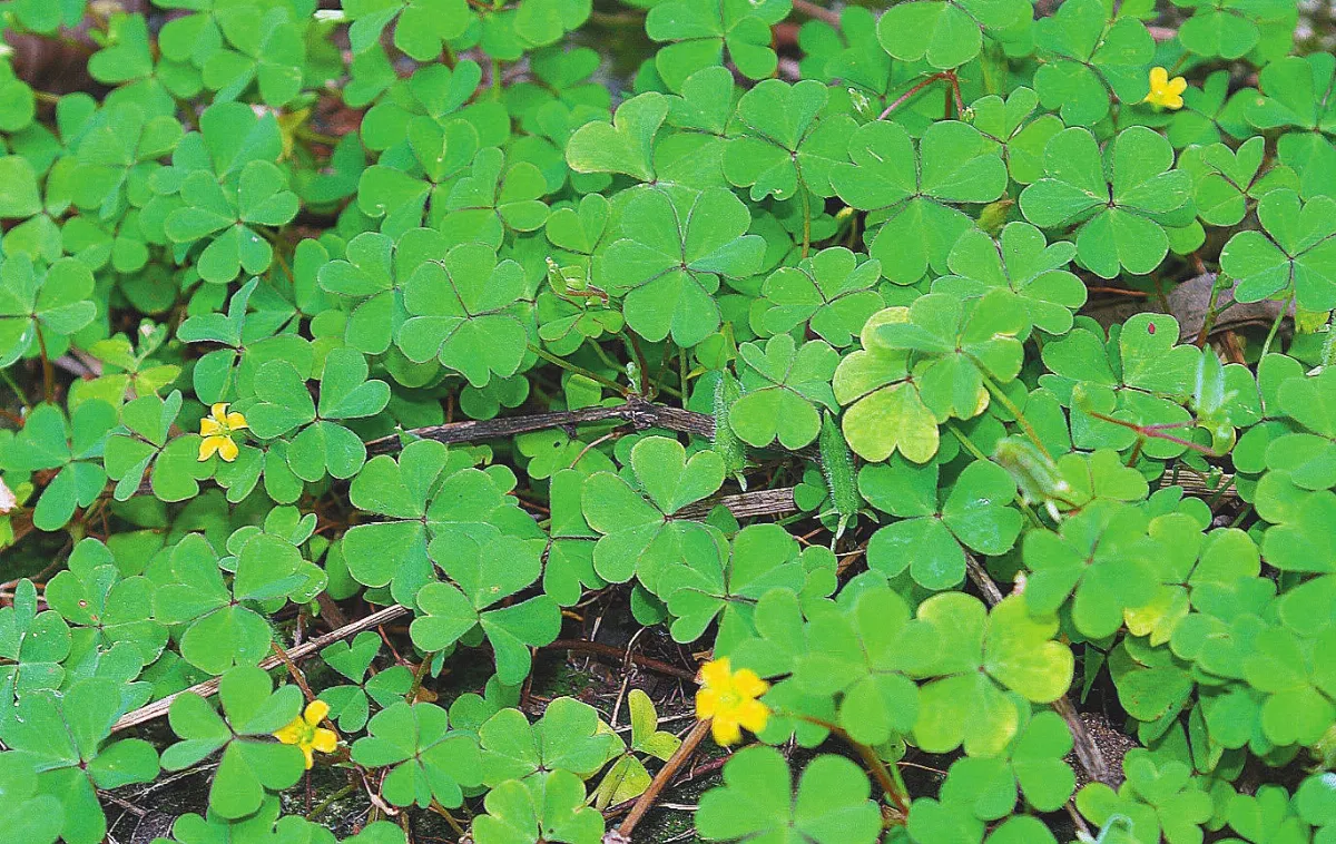 【中醫觀點】　中醫師處方　可免腎毒害