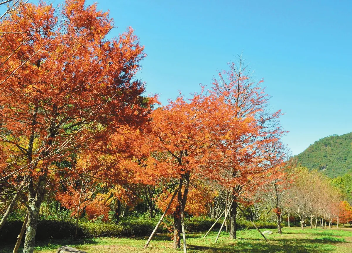 奧萬大、惠蓀林場、塔塔加 楓紅正美
