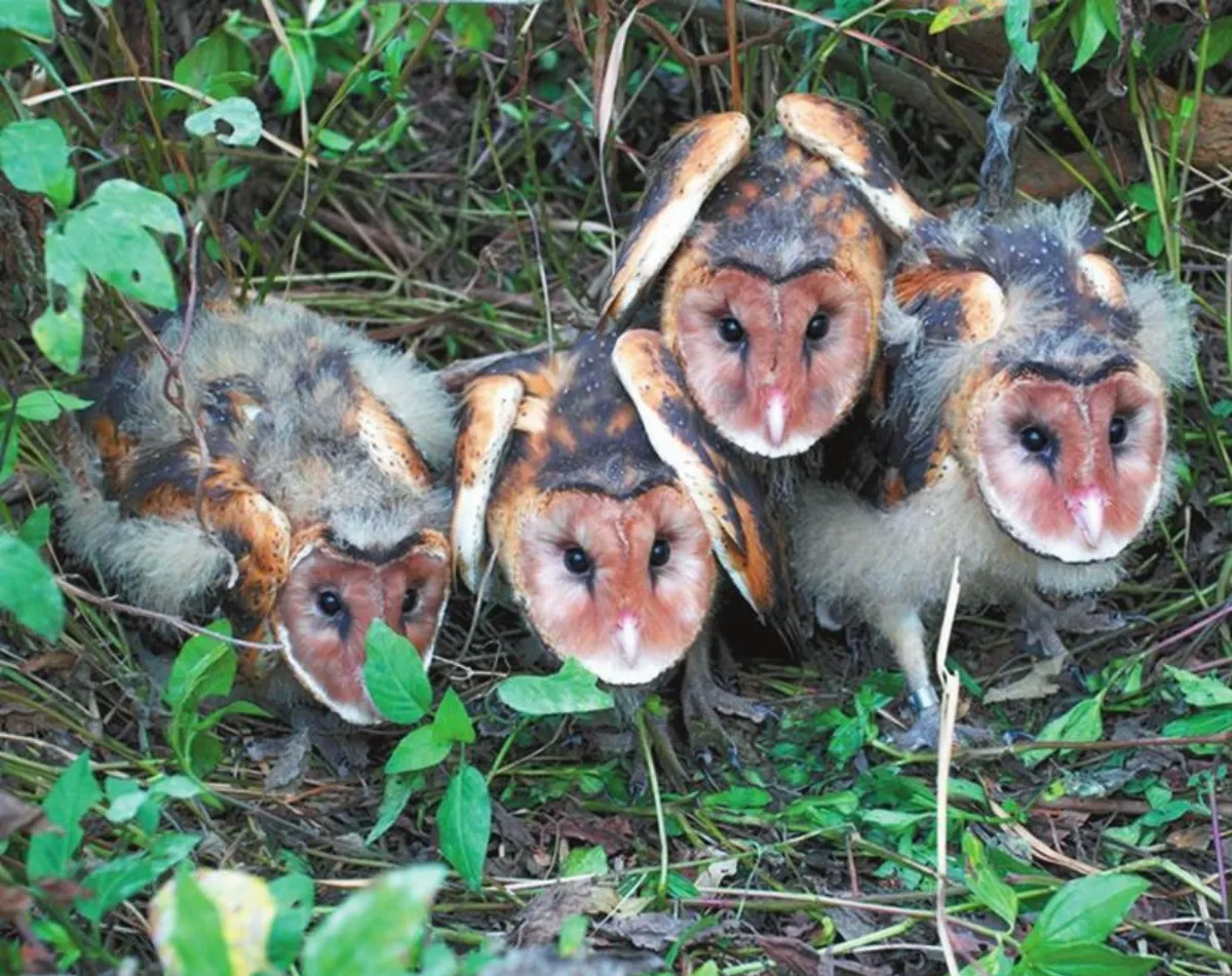 草鴞育雛台灣首見