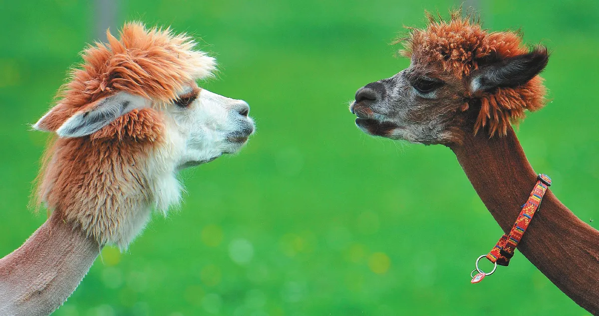 羊駝不是羊　與駱駝是親戚