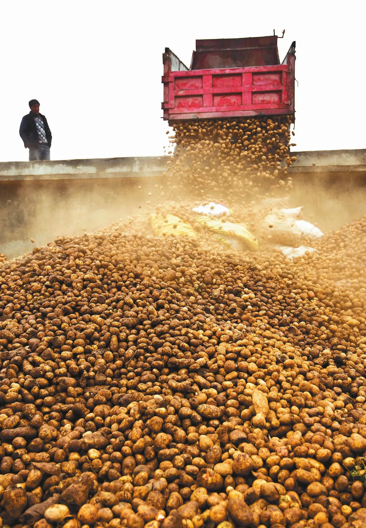 中國南方馬鈴薯之鄉 「小洋芋」帶來大變化