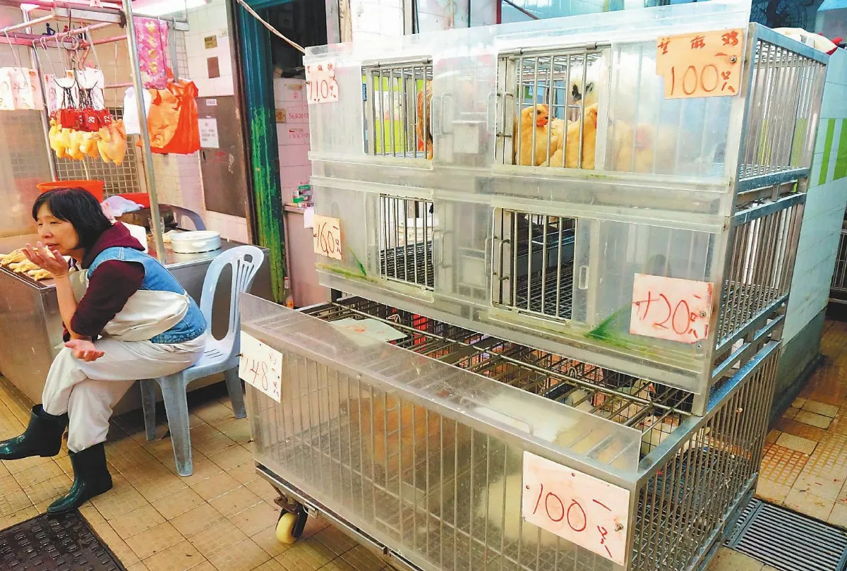 港爆人感染H7N9首例禁深圳活雞