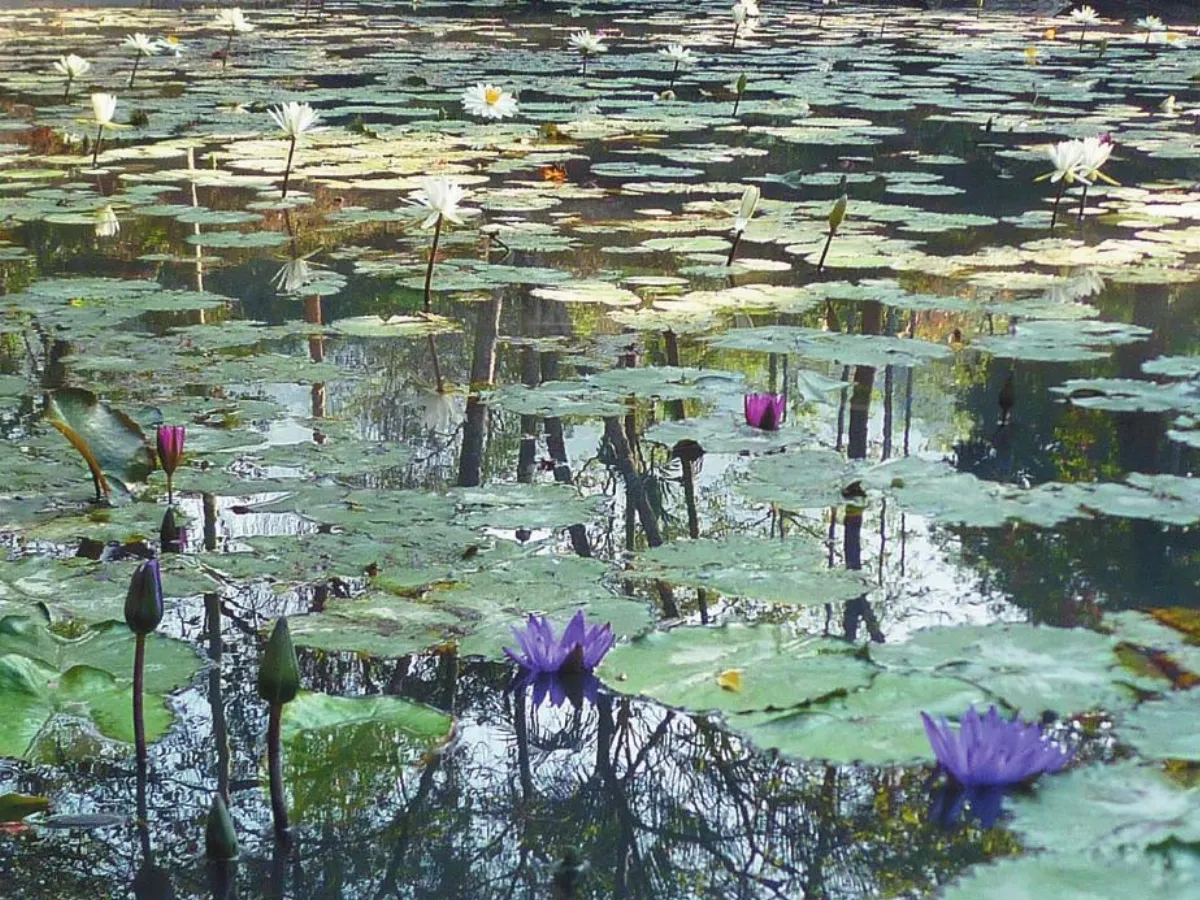 ◆旅行的風景　莫內花園
