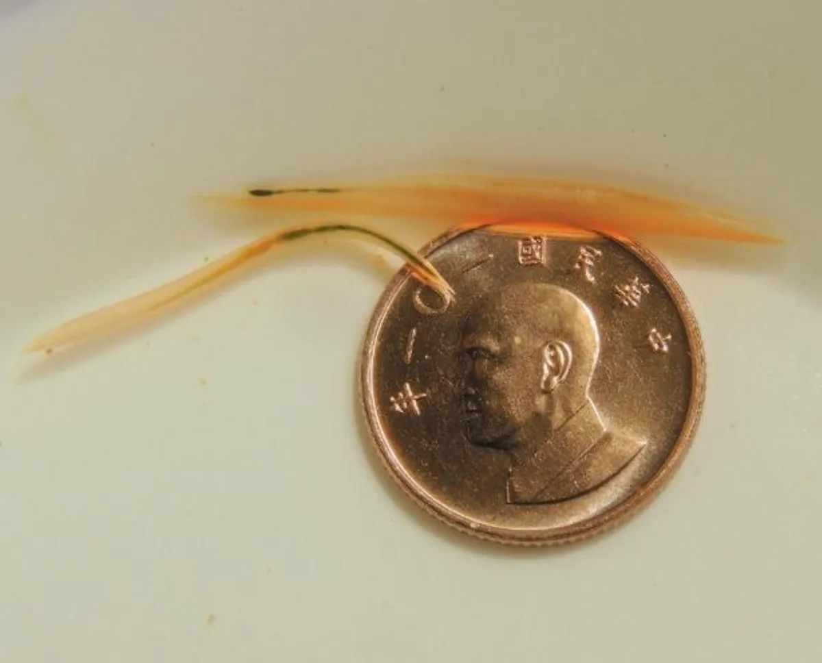 活化石文昌魚　其實不是魚！