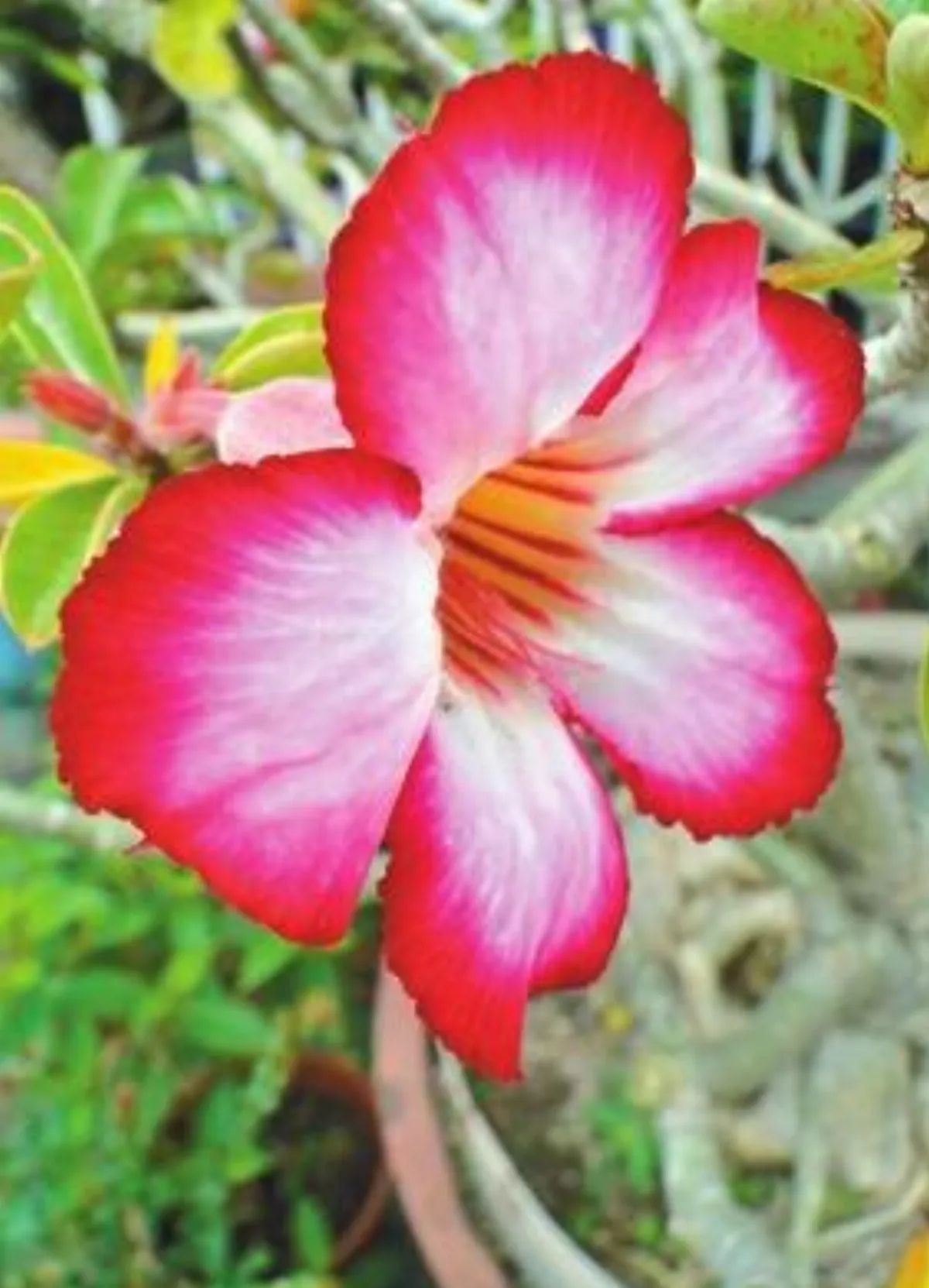 【人間植物禪】 玫瑰開在沙漠中！