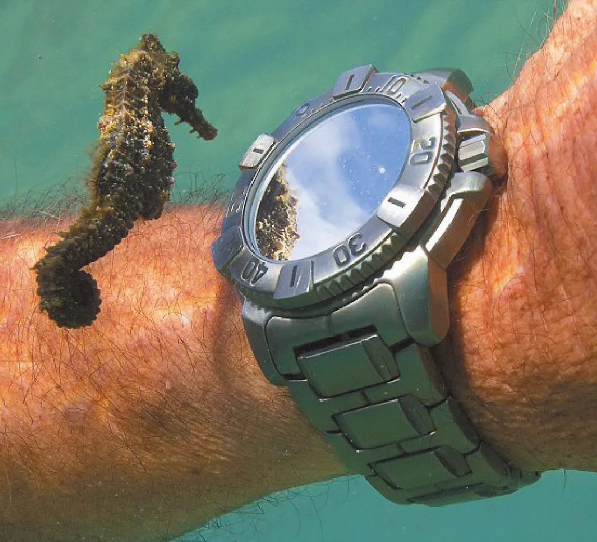 水底世界 海馬查看時間