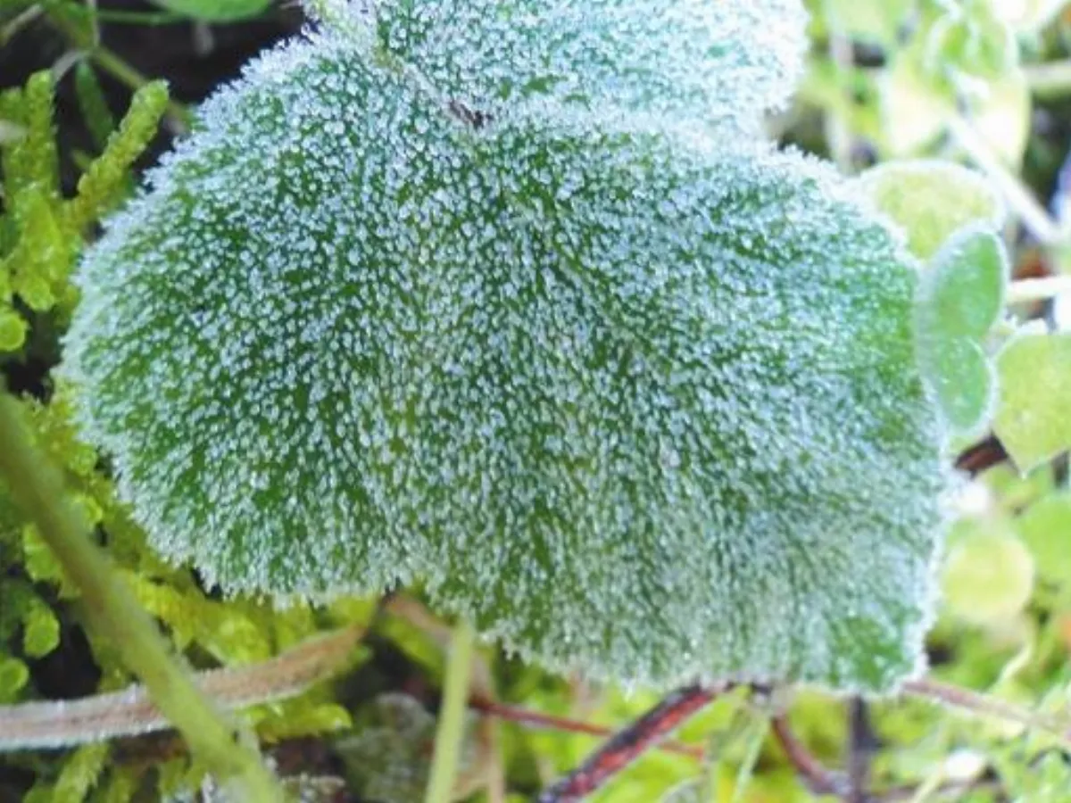【人間植物禪】霜雪小草的生命力