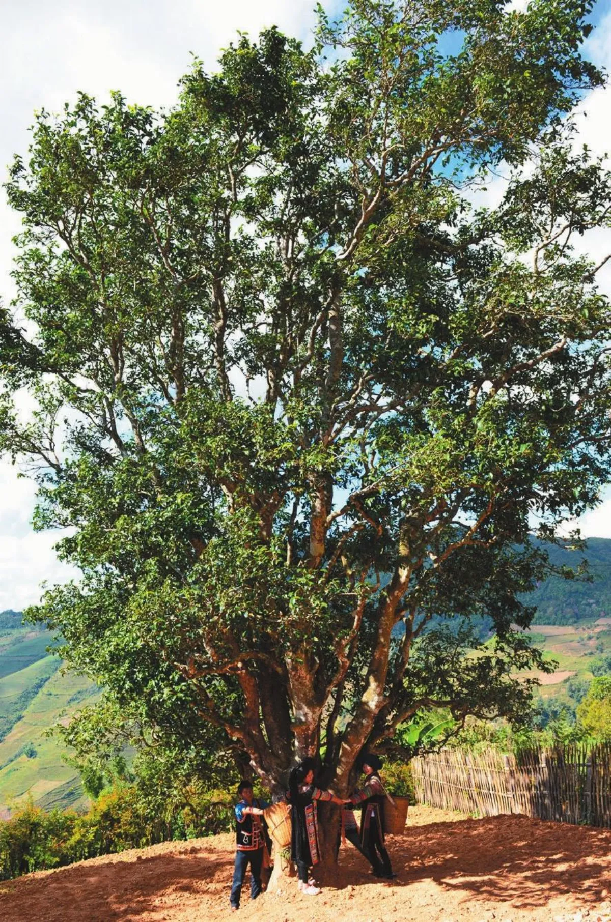 茶來茶去 千年茶王樹 過渡在邦崴