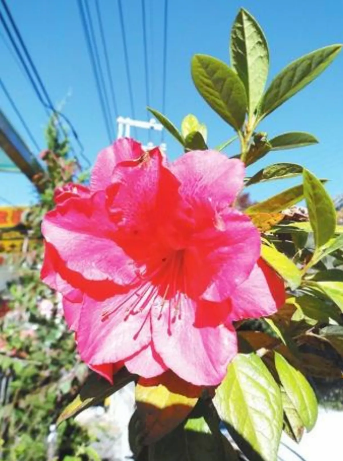 【人間植物禪】 花的冥想