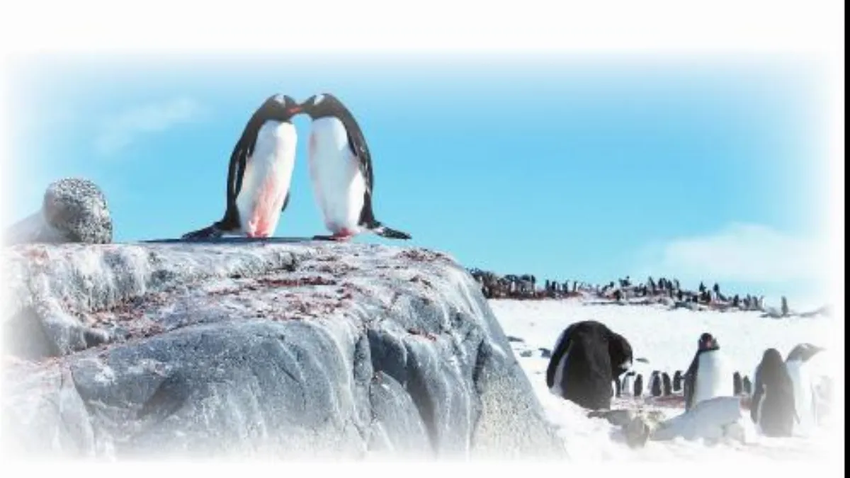 海闊天空 南極圓夢與企鵝共舞