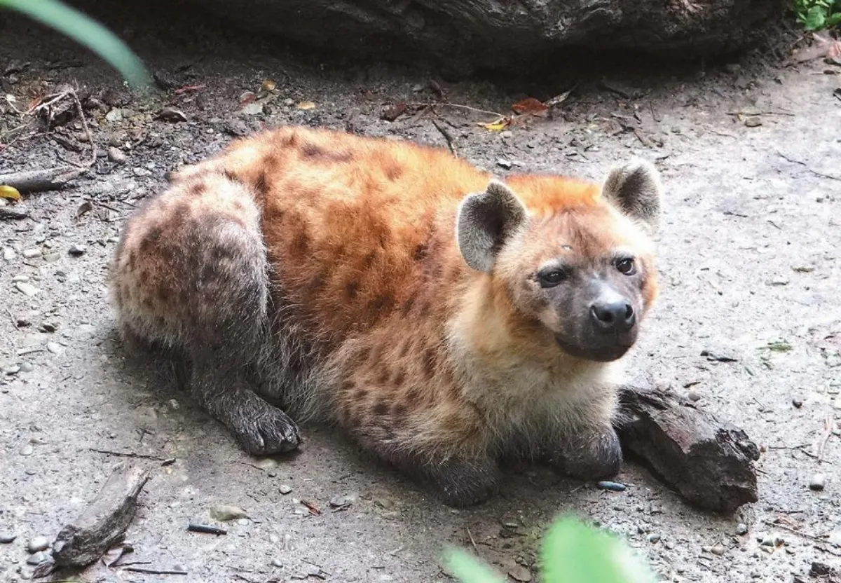 斑點鬣狗 獅子也敬畏