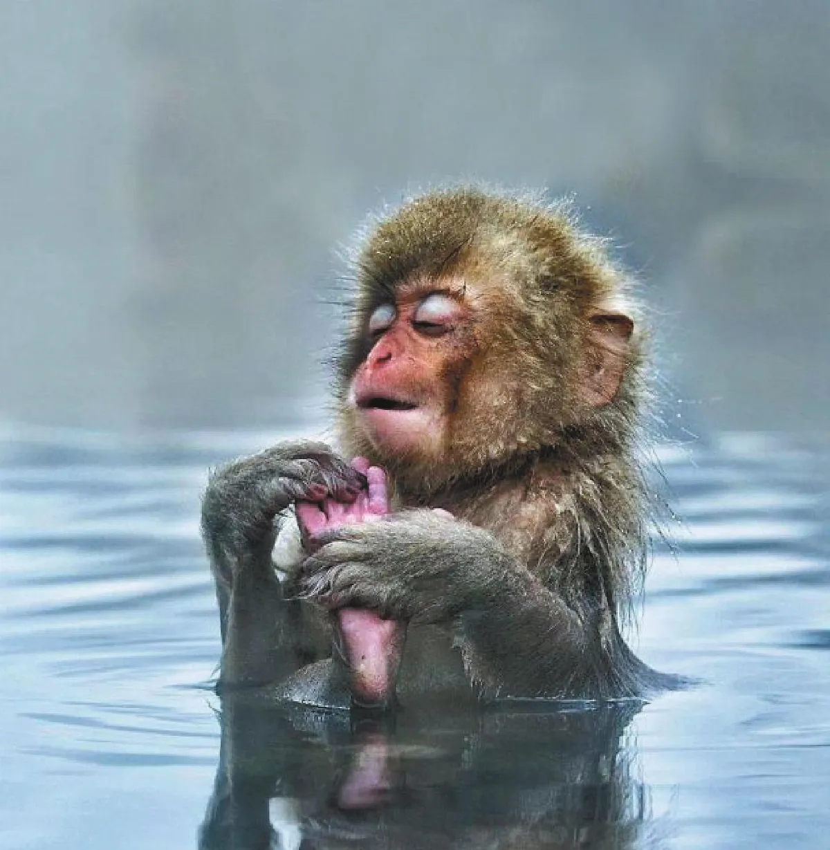 學人泡湯雪猴銷魂