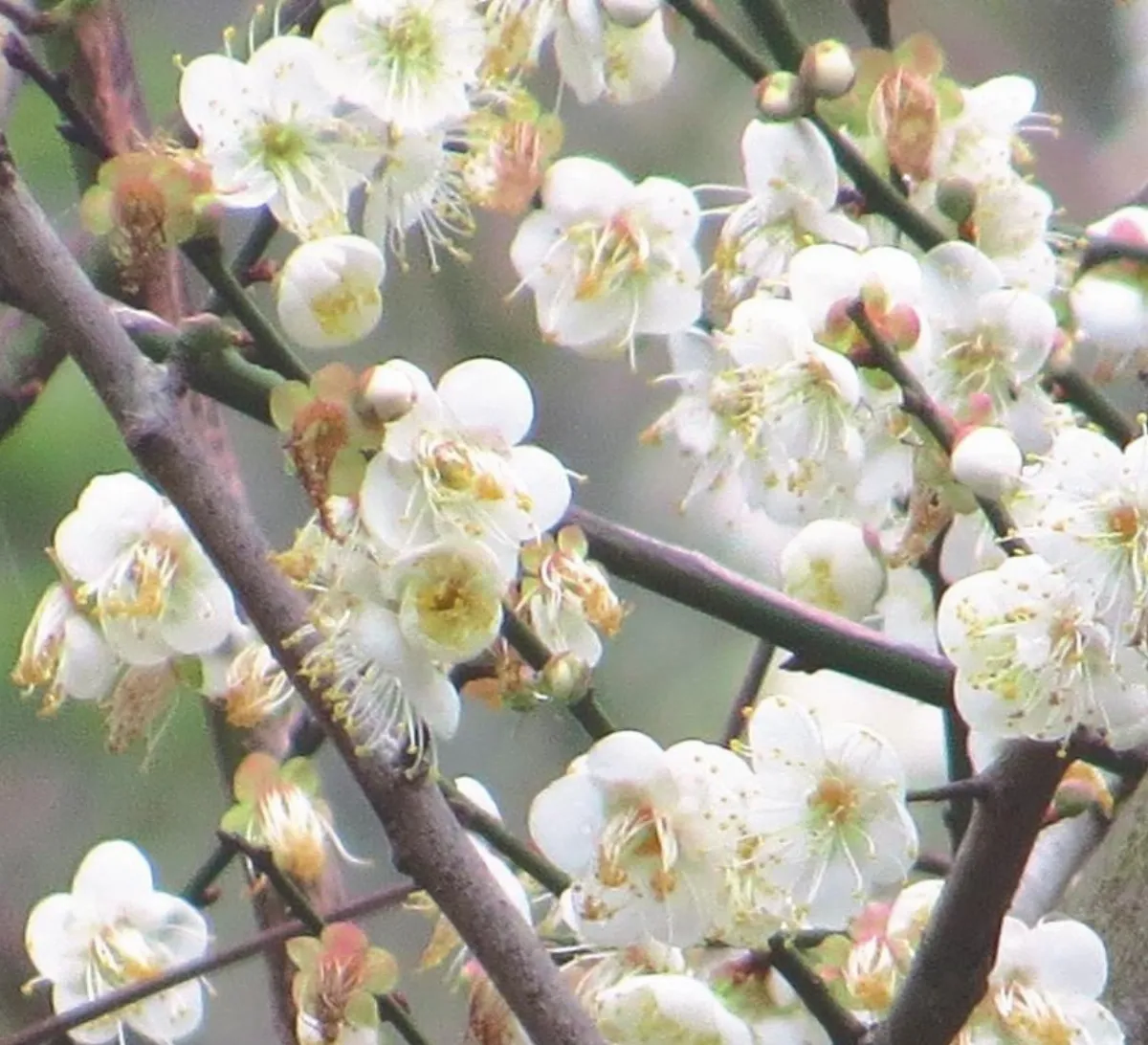 生活快門 賞梅去