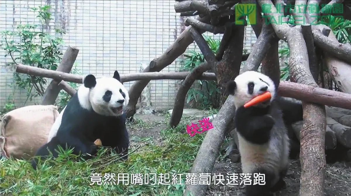 圓圓：還我胡蘿蔔