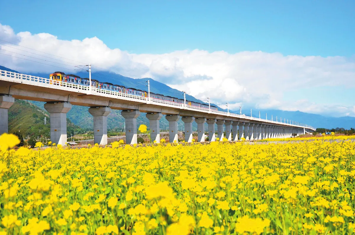 花東縱谷油菜花 搖曳生姿