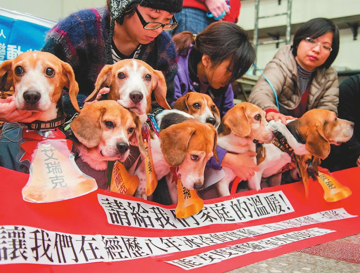 8實驗米格魯 找新家