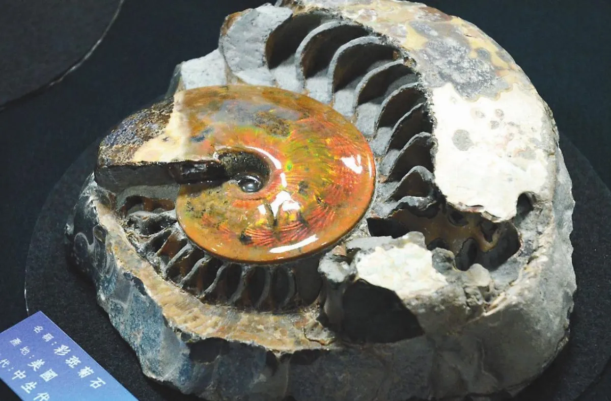 品頭論足 菊石界保時捷亮相