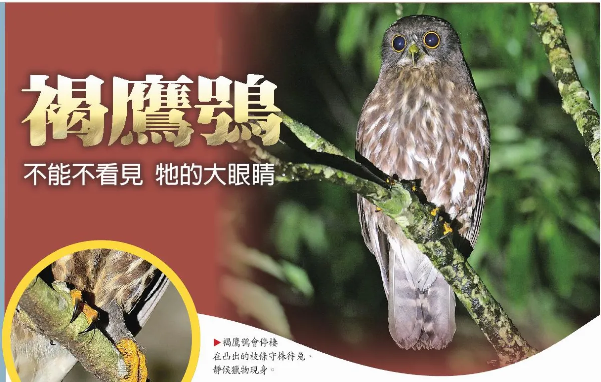褐鷹鴞 不能不看見 牠的大眼睛