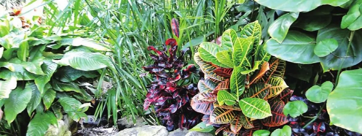 【人間植物禪】　北國的熱帶雨林
