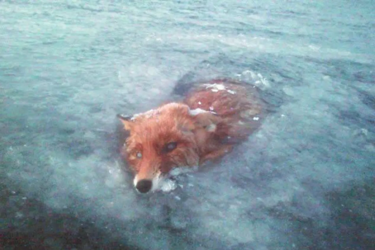 狐狸落水 慘遭冰封