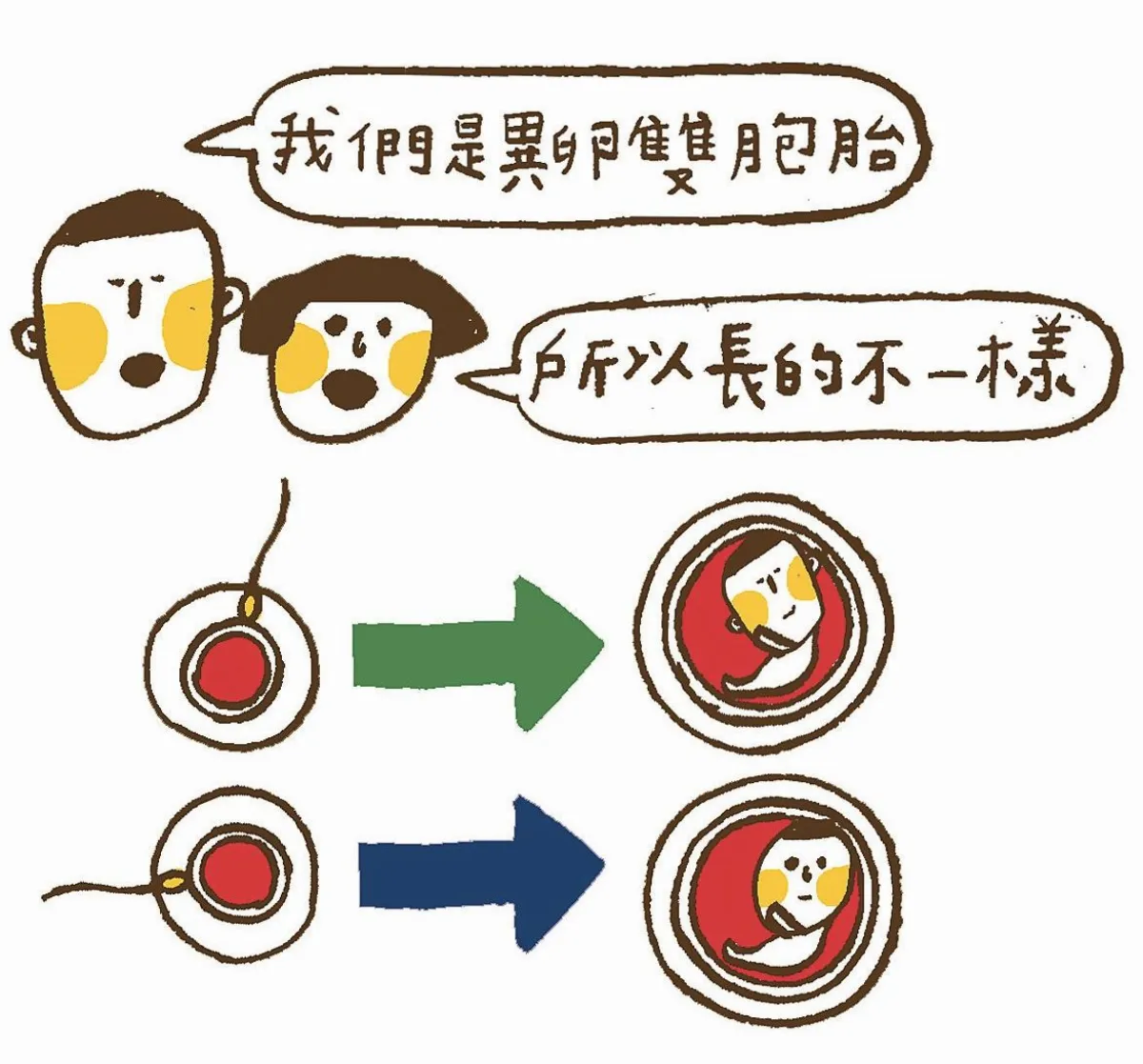 這是真的嗎？ 雙胞胎 一定長很像？