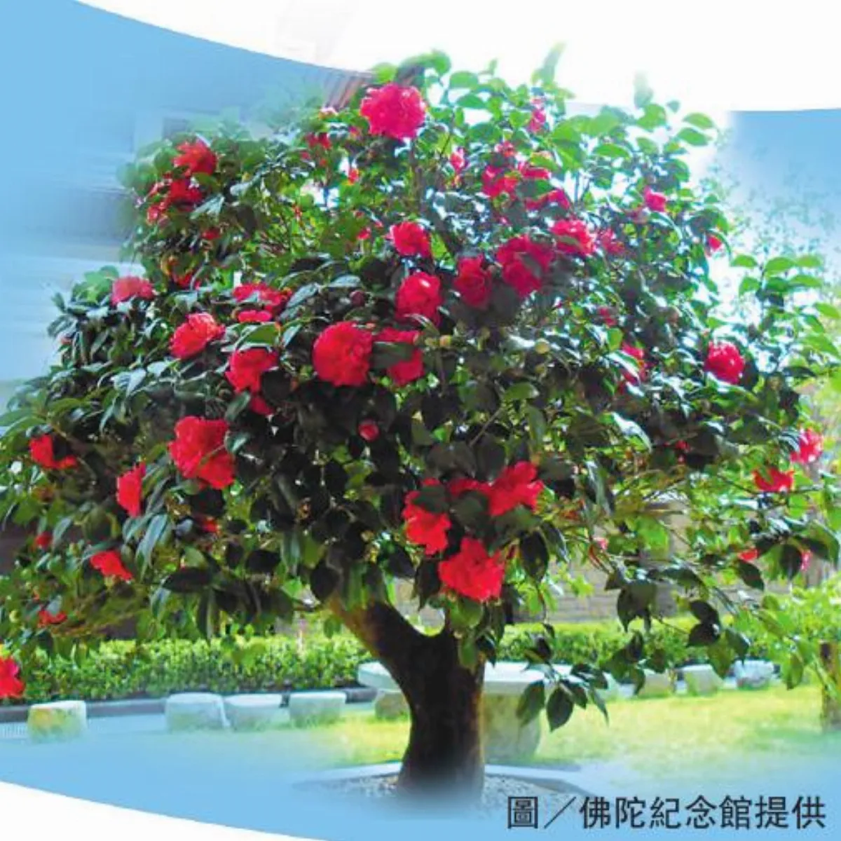 花開見佛詮釋六度精神