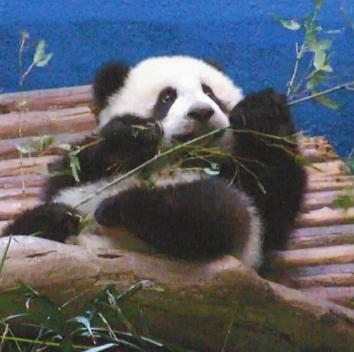 圓仔超人氣入園人數創新高