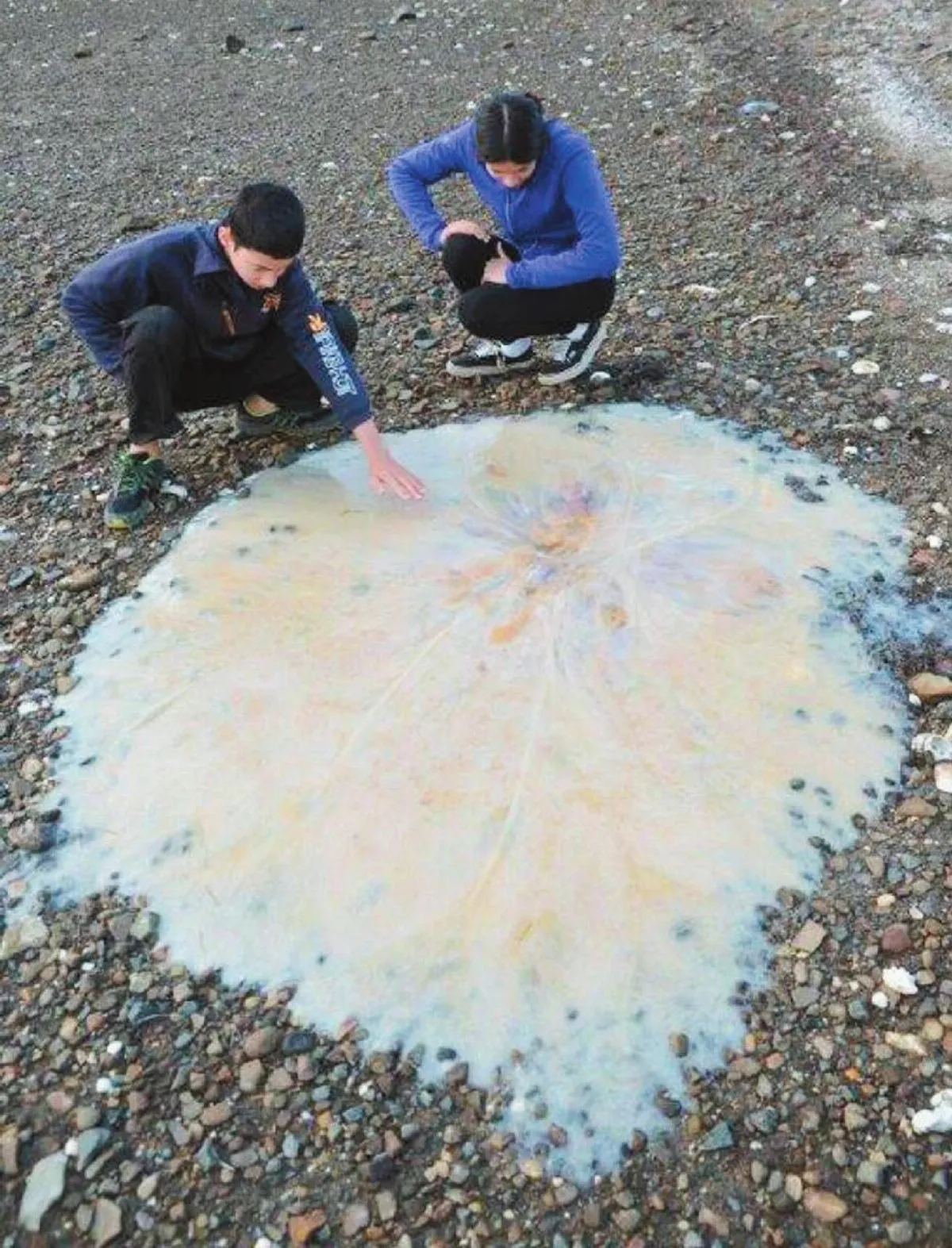 巨大謎樣水母沖上澳洲海灘