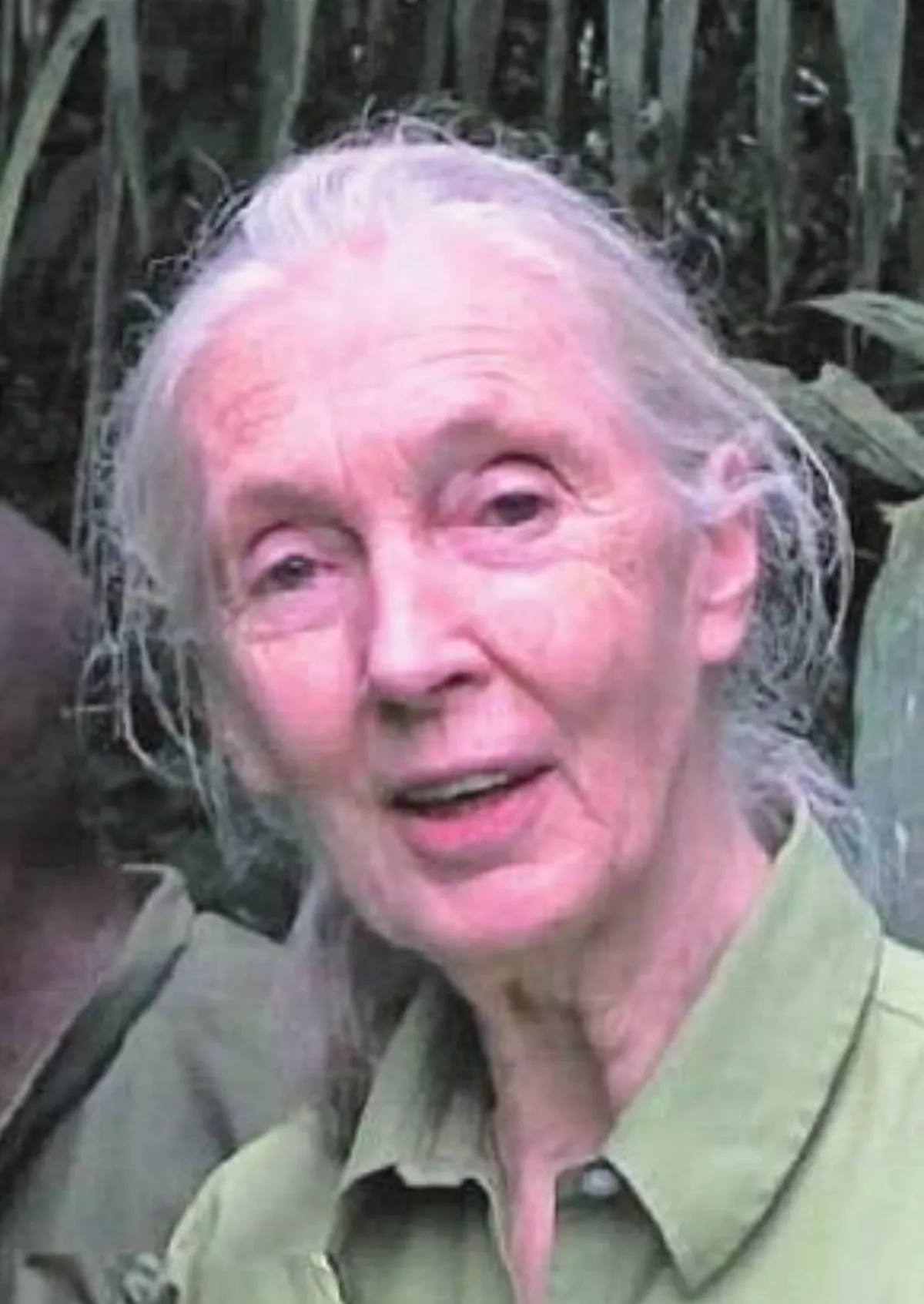 痊癒黑猩猩　擁謝珍古德