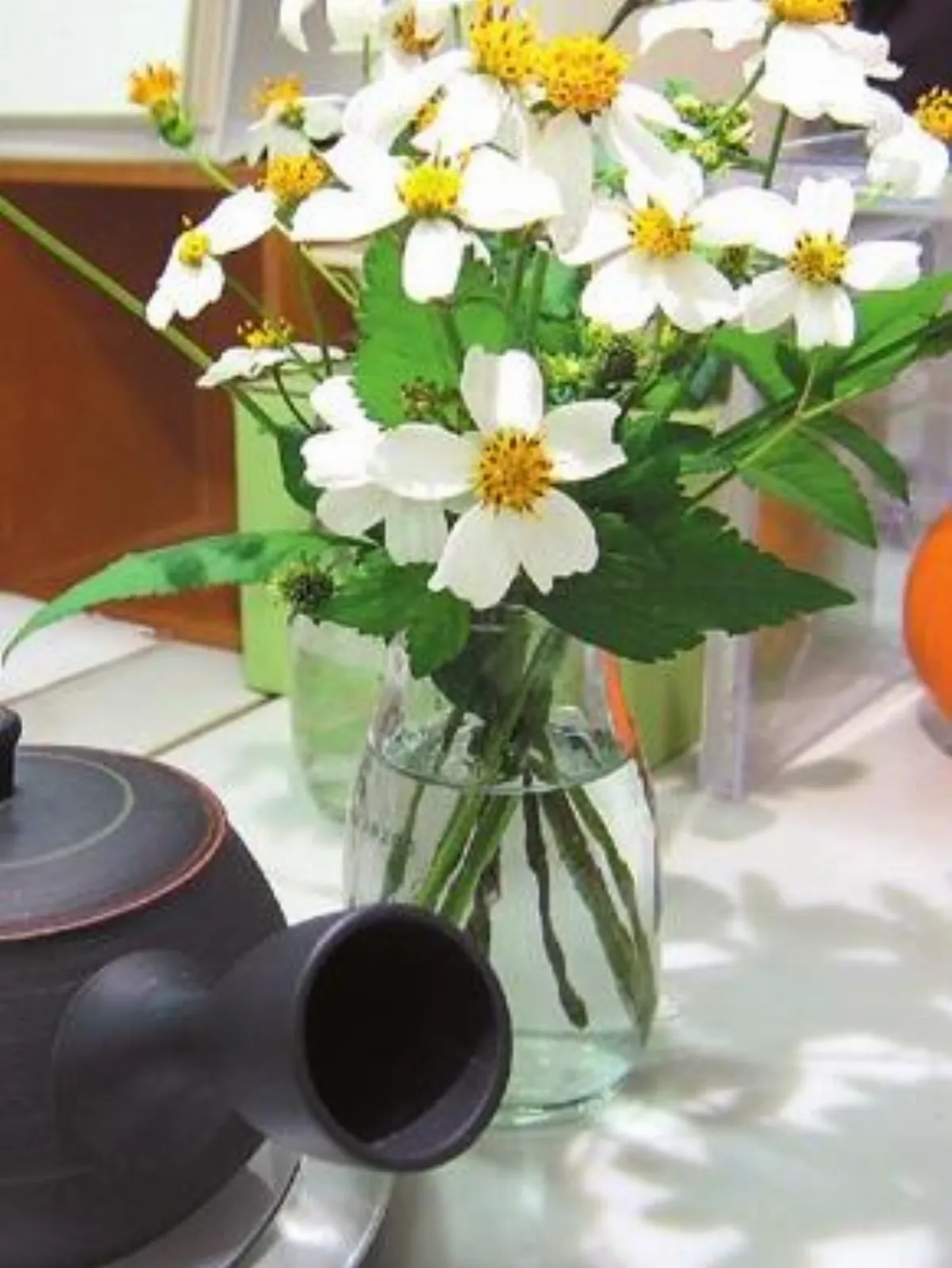 【人間植物禪】 花在生活中