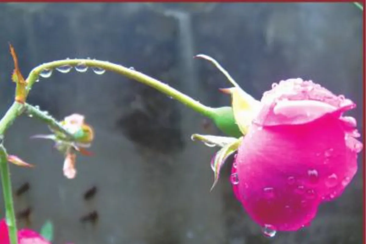 ◆生活快門　感謝風雨
