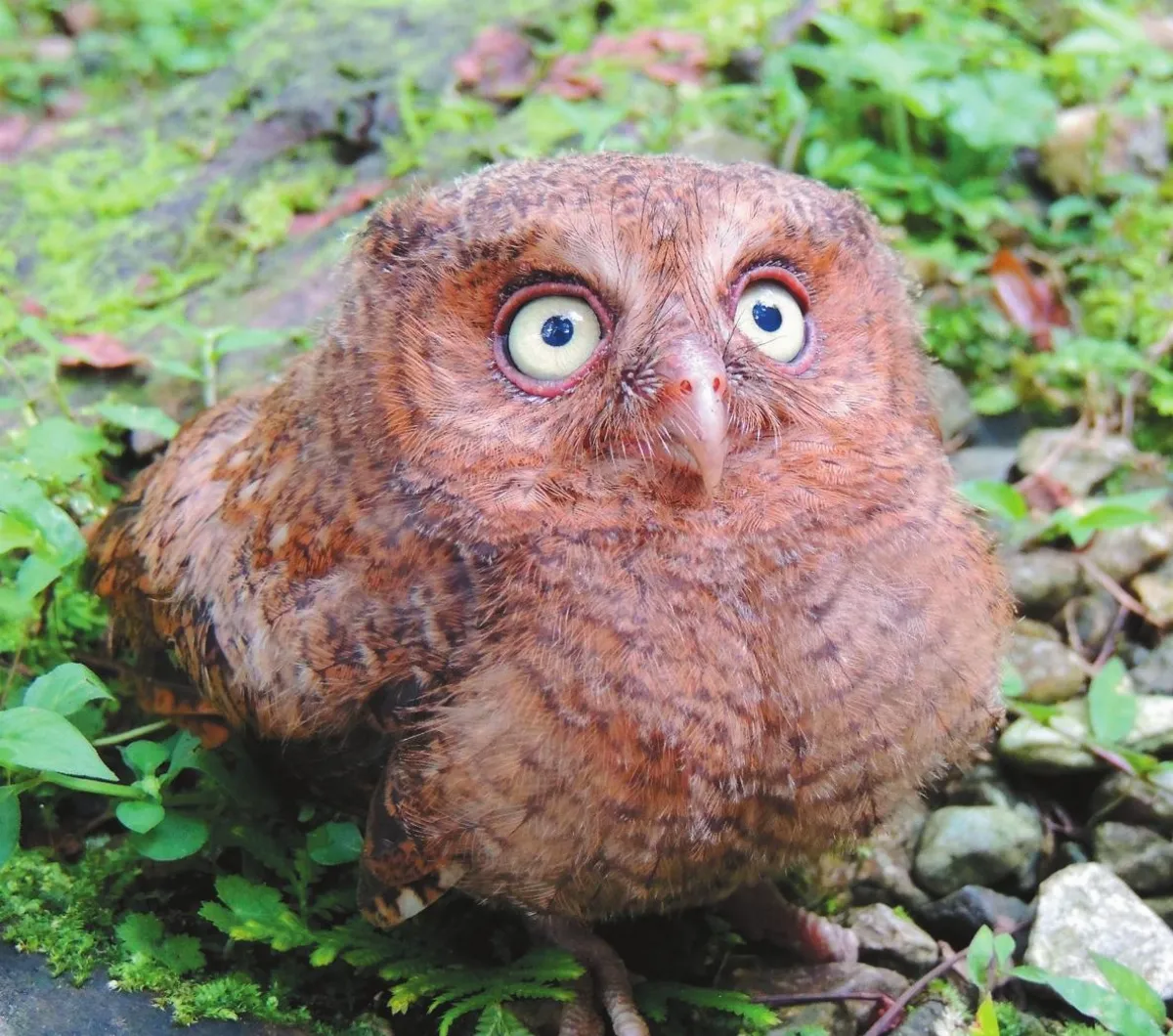 ◆生活快門 人鳥奇緣
