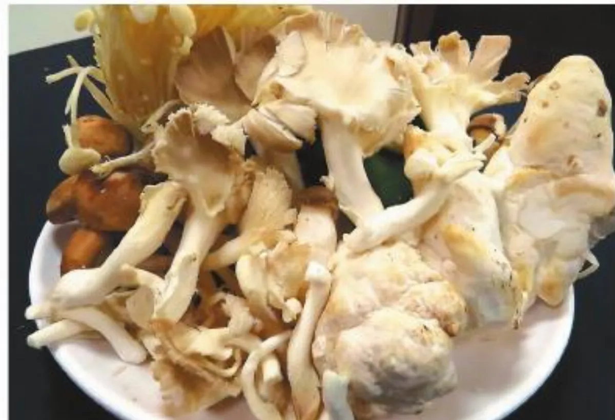 大吃菇餐 腎病惡化洗腎