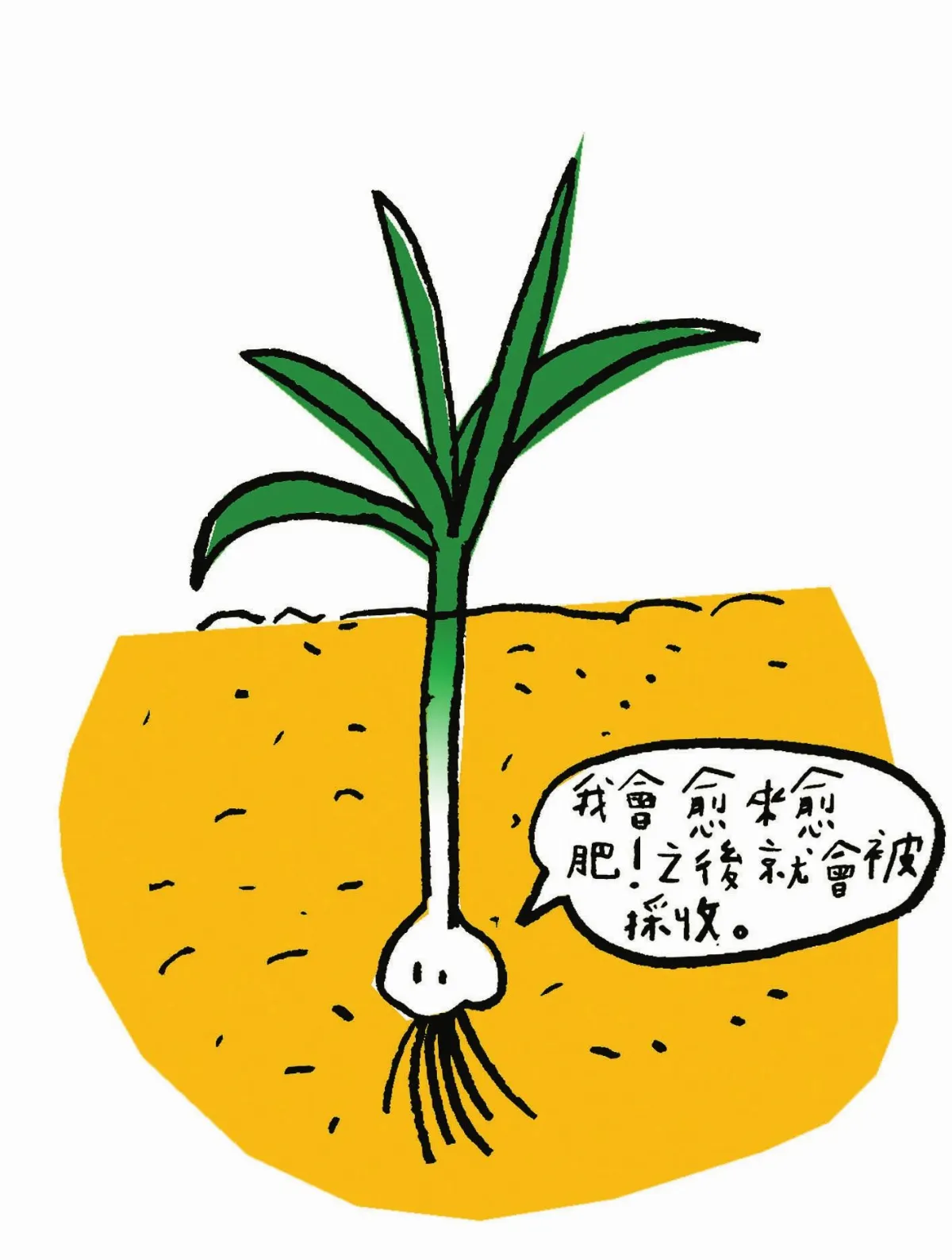 這是真的嗎？ 蒜頭不能冰！？