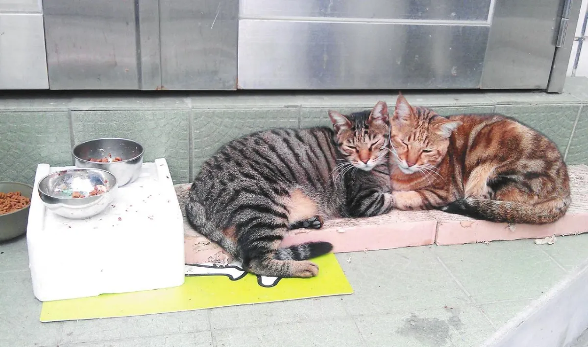 ◆生活快門 最佳模特兒