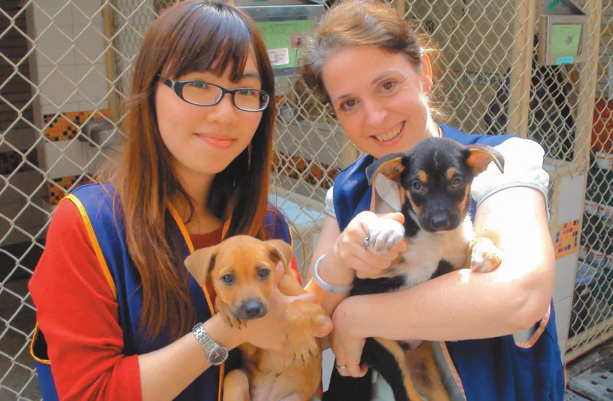 外籍師當義工 守護流浪動物