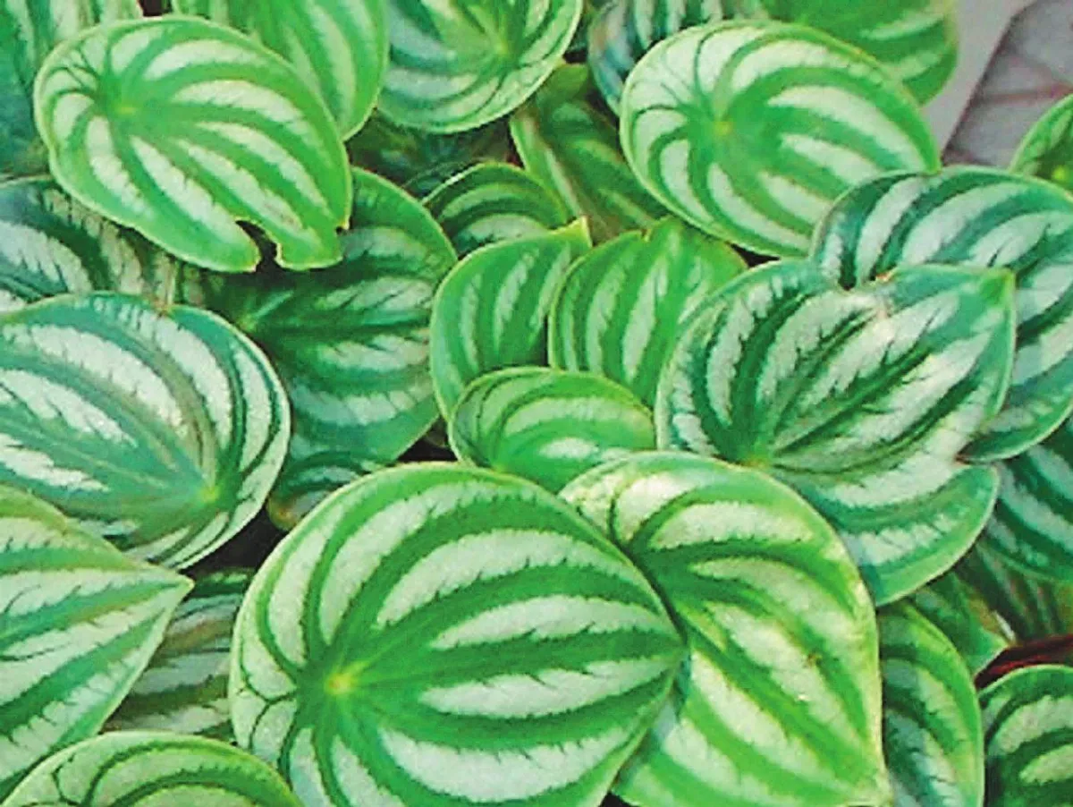 植物教室 葉片像西瓜皮的西瓜皮椒草