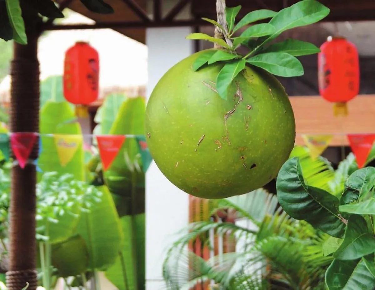 【人間植物禪】 和植物說話