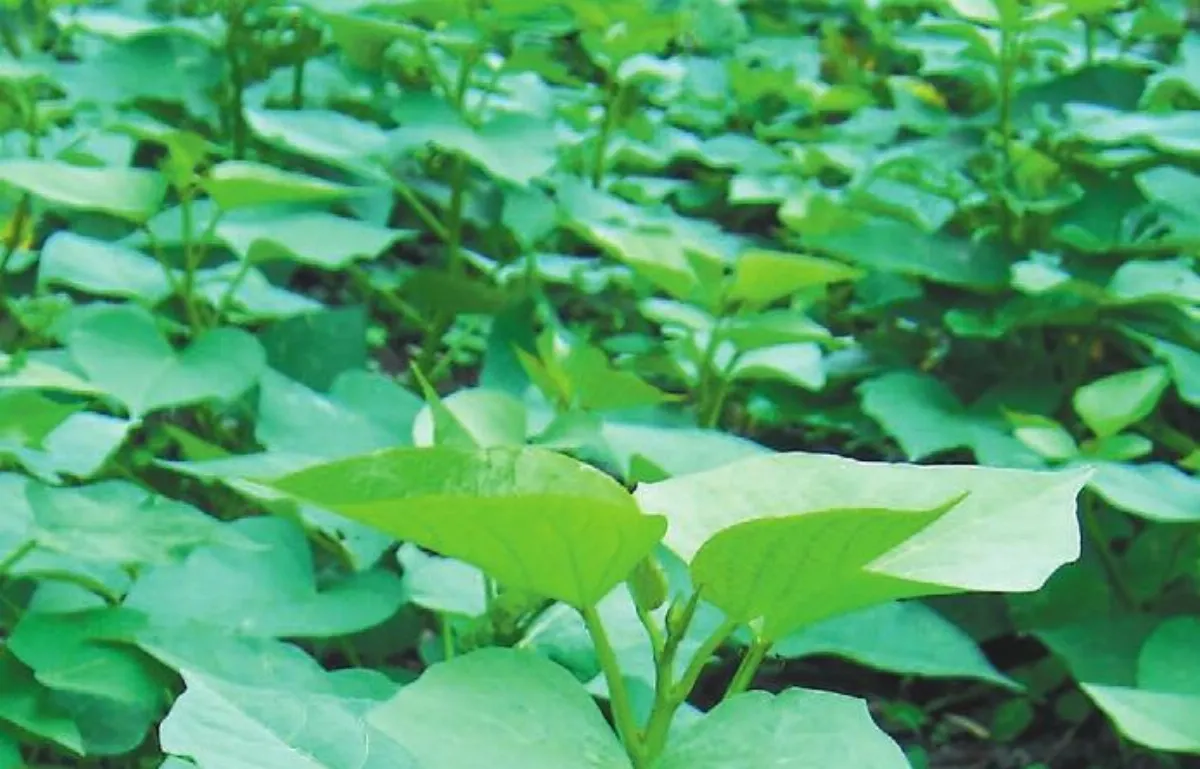 菜園的故事 連作番薯