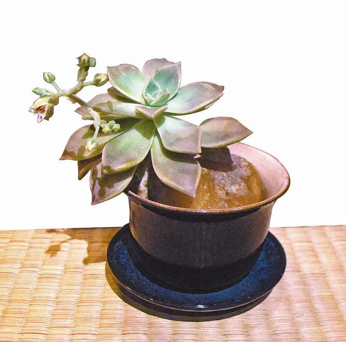 石蓮花開