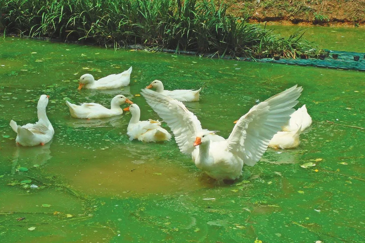 ◆生活快門 是鵝還是鴨