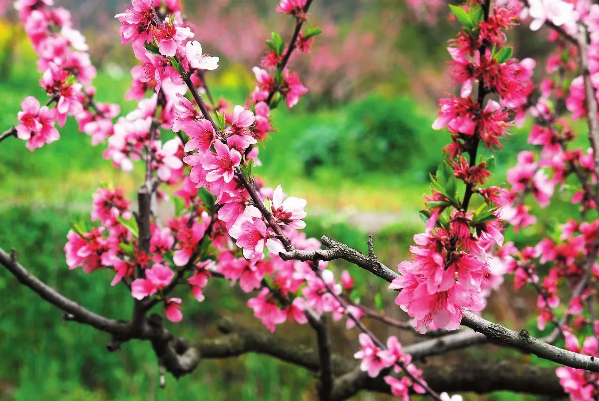 【遊藝筆記】 桃李杏春風一家．桃花篇(1)