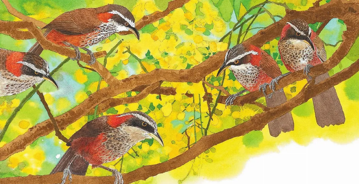 劉伯樂繪野鳥30年飛進波隆那