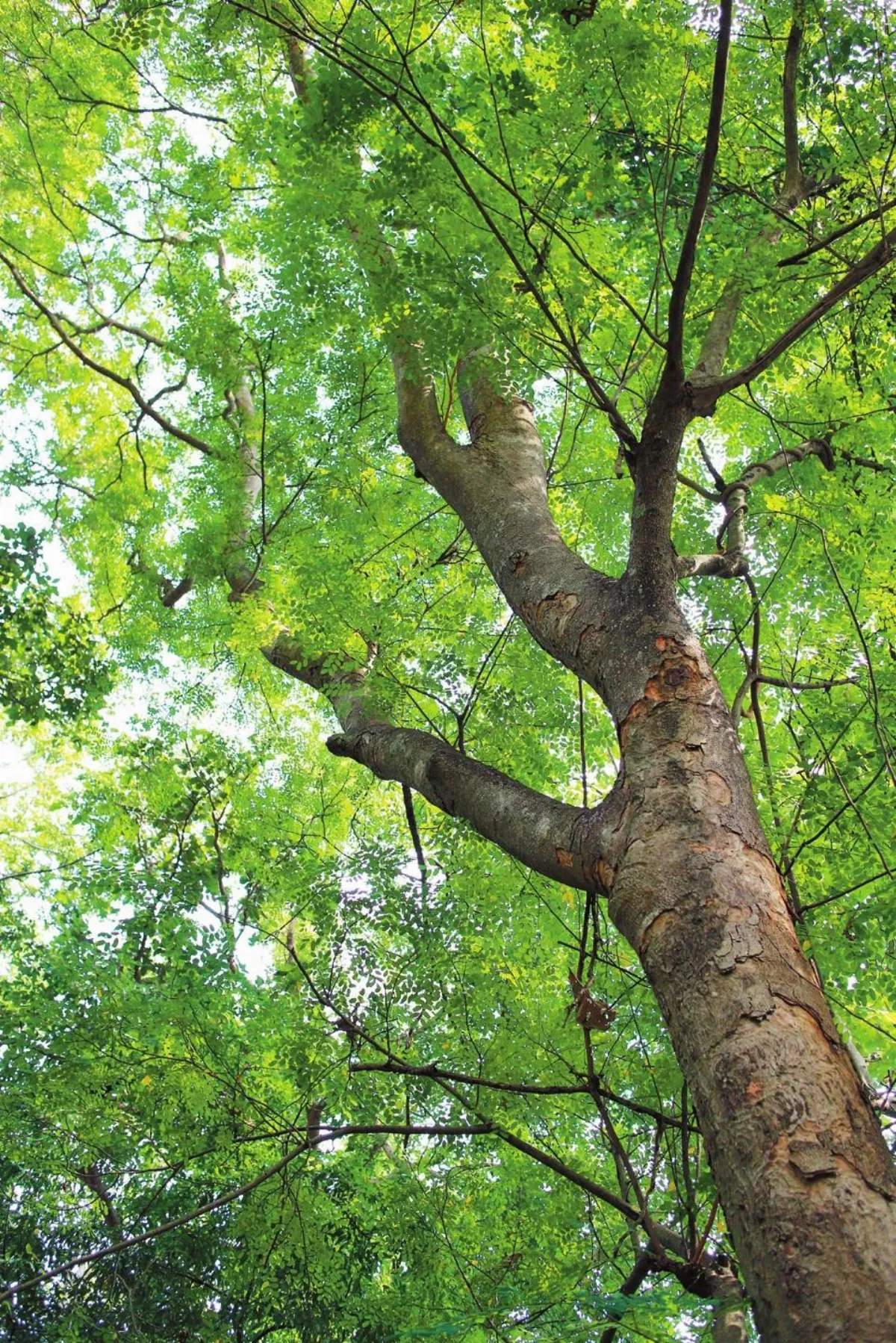 在佛法的屋子裡 清邁無夢寺9 大樹
