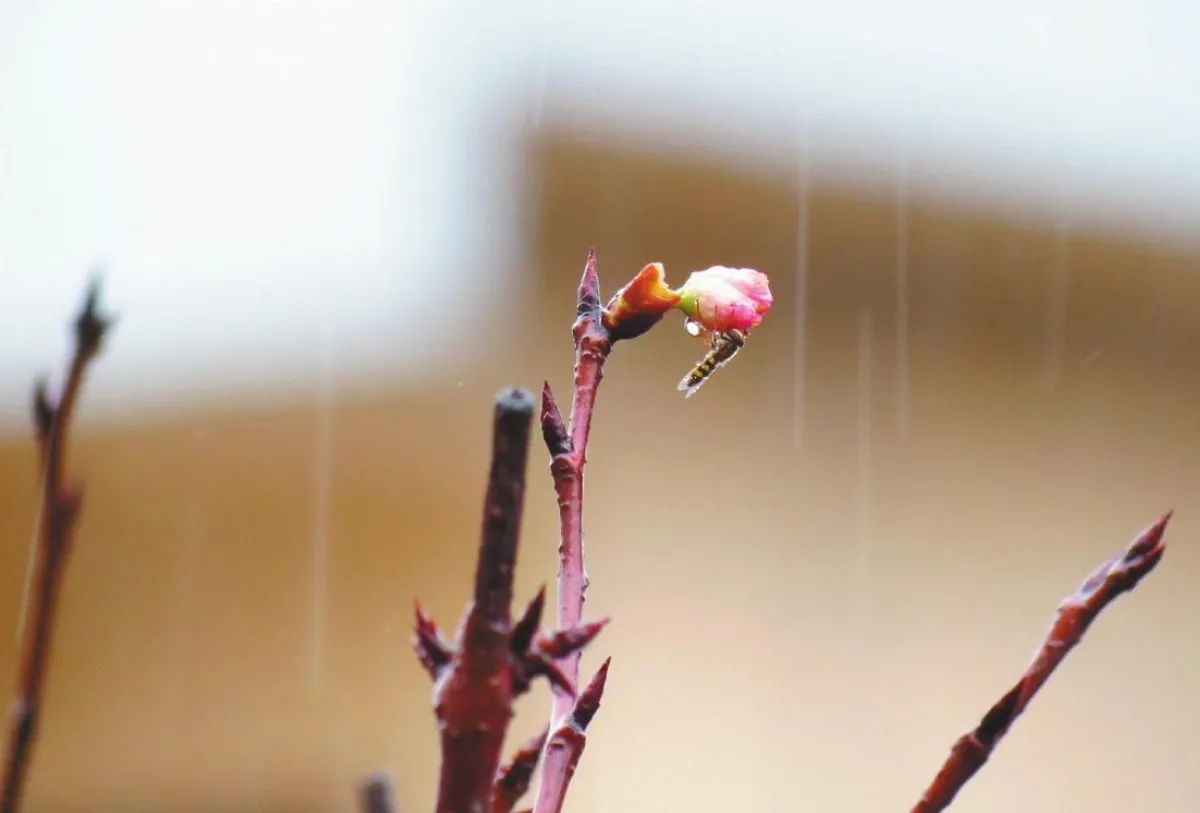 ◆生活快門 迫不及待