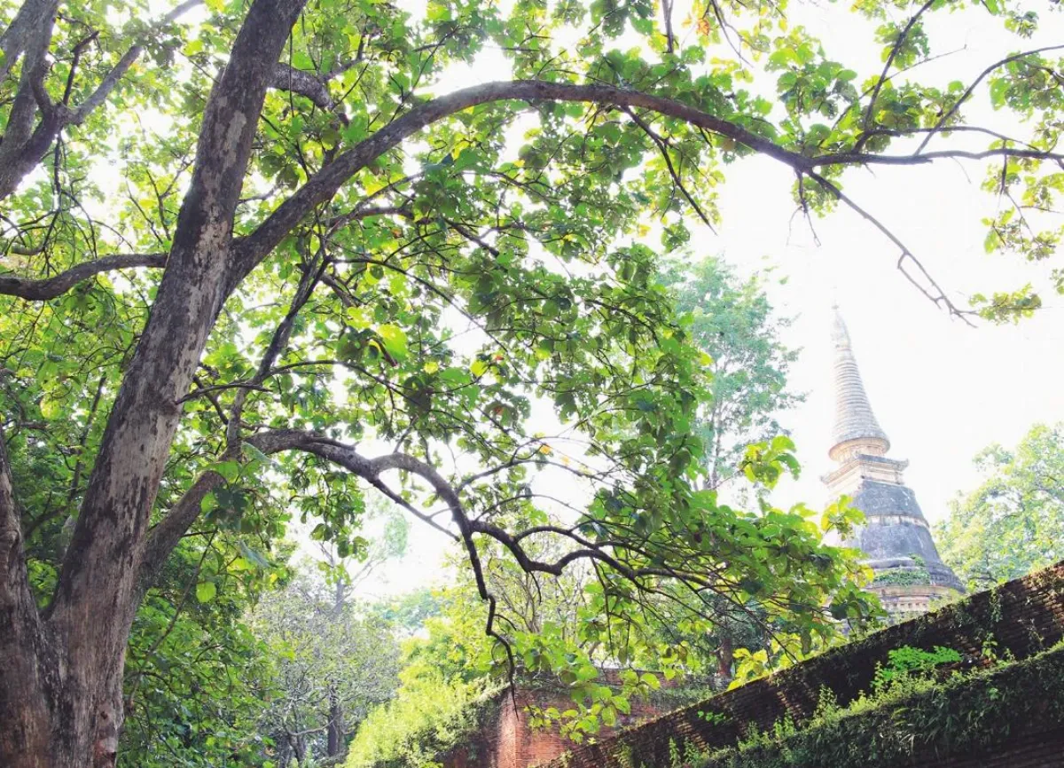 在佛法的屋子裡 清邁無夢寺10 塔